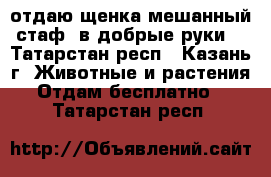 отдаю щенка мешанный стаф, в добрые руки. - Татарстан респ., Казань г. Животные и растения » Отдам бесплатно   . Татарстан респ.